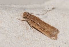 Helcystogramma triannulella