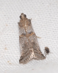 Acrobasis fallouella