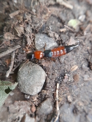 Paederus schoenherri