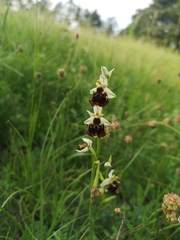 Ophrys fuciflora