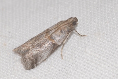 Acrobasis fallouella