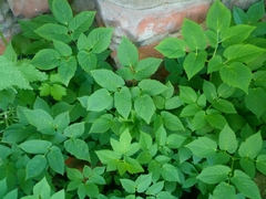 Aegopodium podagraria