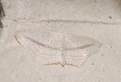 Scopula emutaria