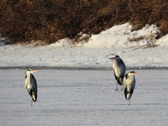 Ardea cinerea