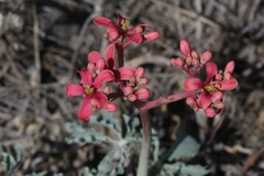 Jatropha cathartica