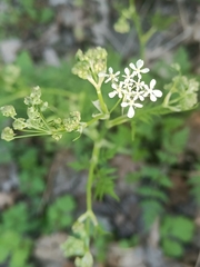 Anthriscus sylvestris