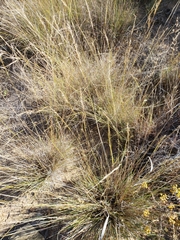 Nassella lepida