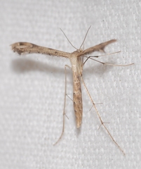 Stenoptilodes taprobanes