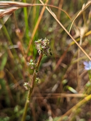 Acaena pinnatifida