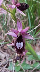 Ophrys bertolonii benacensis