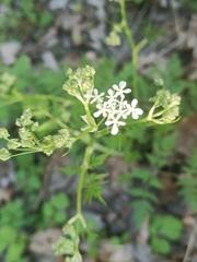 Anthriscus sylvestris