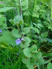 Glechoma hederacea