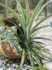 Ananas comosus comosus