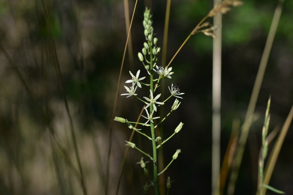 Ornithogalum sphaerocarpum