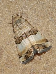 Pseudozarba bipartita