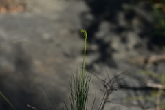 Asphodeline liburnica