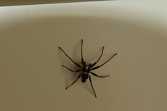 Pulchellodromus bistigma