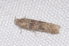 Ancylosis oblitella