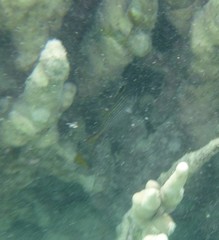 Neoniphon sammara