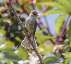 Empidonax albigularis