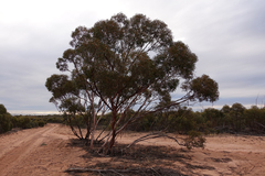 Eucalyptus oleosa oleosa