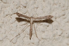 Stenoptilodes taprobanes