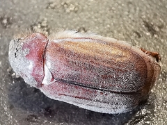 Amphimallon