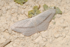 Scopula emutaria