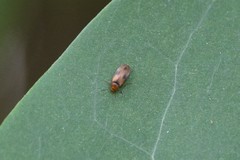 Anaspis maculata