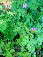 Geranium robertianum