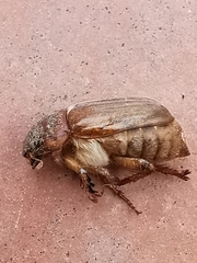 Amphimallon
