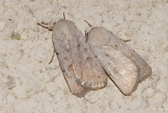 Caradrina fuscicornis