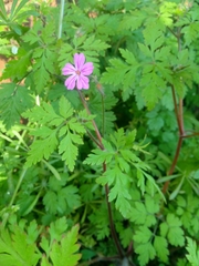 Geranium robertianum