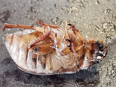 Amphimallon