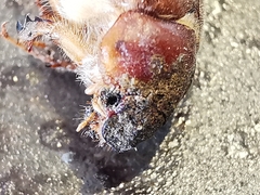 Amphimallon