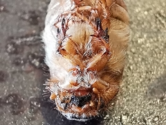 Amphimallon