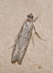 Phycitodes inquinatella