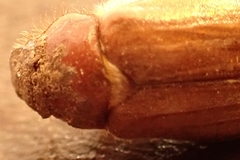 Amphimallon