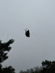 Araneus bicentenarius