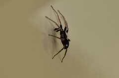 Pulchellodromus bistigma