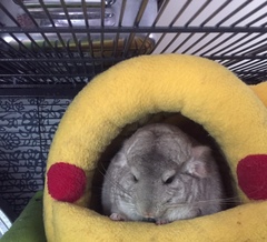 Chinchilla lanigera