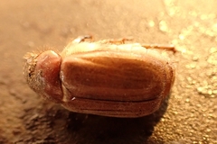 Amphimallon