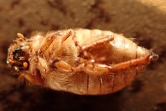 Amphimallon