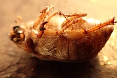 Amphimallon