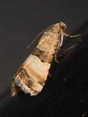 Pseudozarba bipartita