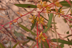 Eucalyptus oleosa oleosa