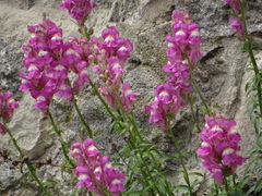 Antirrhinum majus