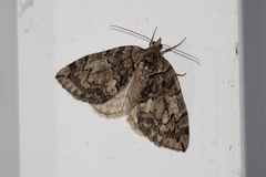 Hydriomena speciosata