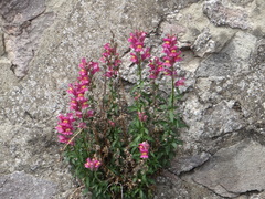 Antirrhinum majus