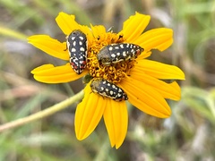 Acmaeodera paradisjuncta